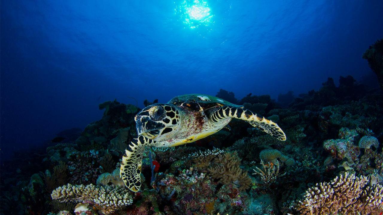 Vakkaru Maldives - 30 Percent Off On Seaplane Transfers For Stays Until 19 Dec 2025 Thulhaadhoo Kültér fotó